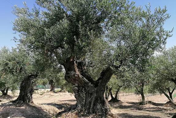 tienda online de aceite de oliva
